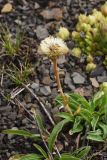 Erigeron uniflorus