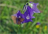 Campanula persicifolia. Верхушка соцветия с бутоном и раскрывшимися цветками с сидящей бабочкой-шашечницой Melitaea aurelia. Московская обл., Раменский р-н, окр. ж.-д. платформы Хрипань, залежь. 30.06.2001.