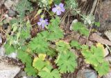 Geranium ferganense