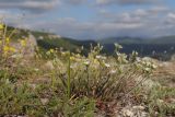 Minuartia euxina