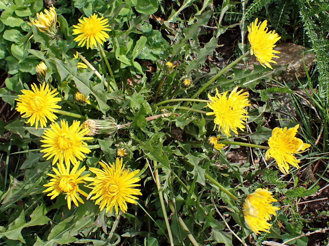 Изображение особи Taraxacum sinicum.