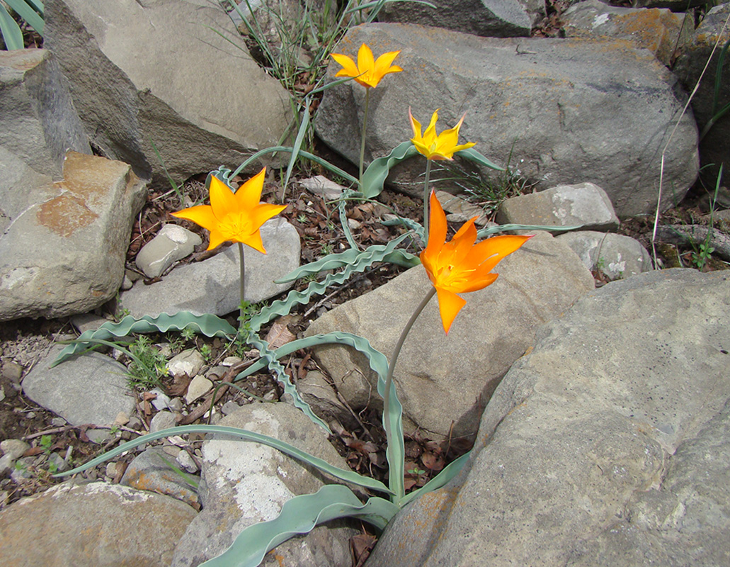 Изображение особи Tulipa ferganica.