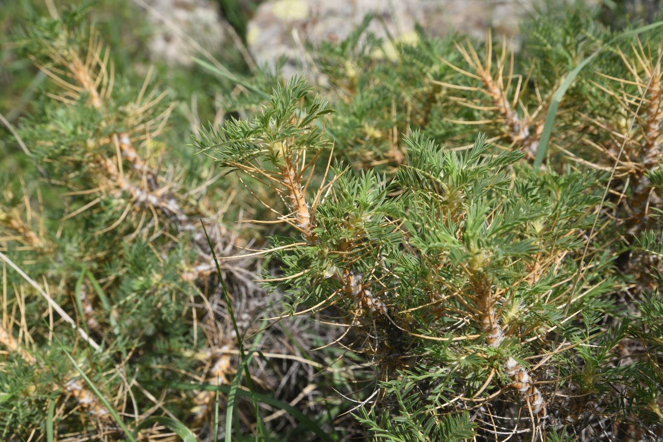 Image of genus Astragalus specimen.
