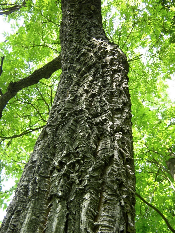Изображение особи Phellodendron amurense.