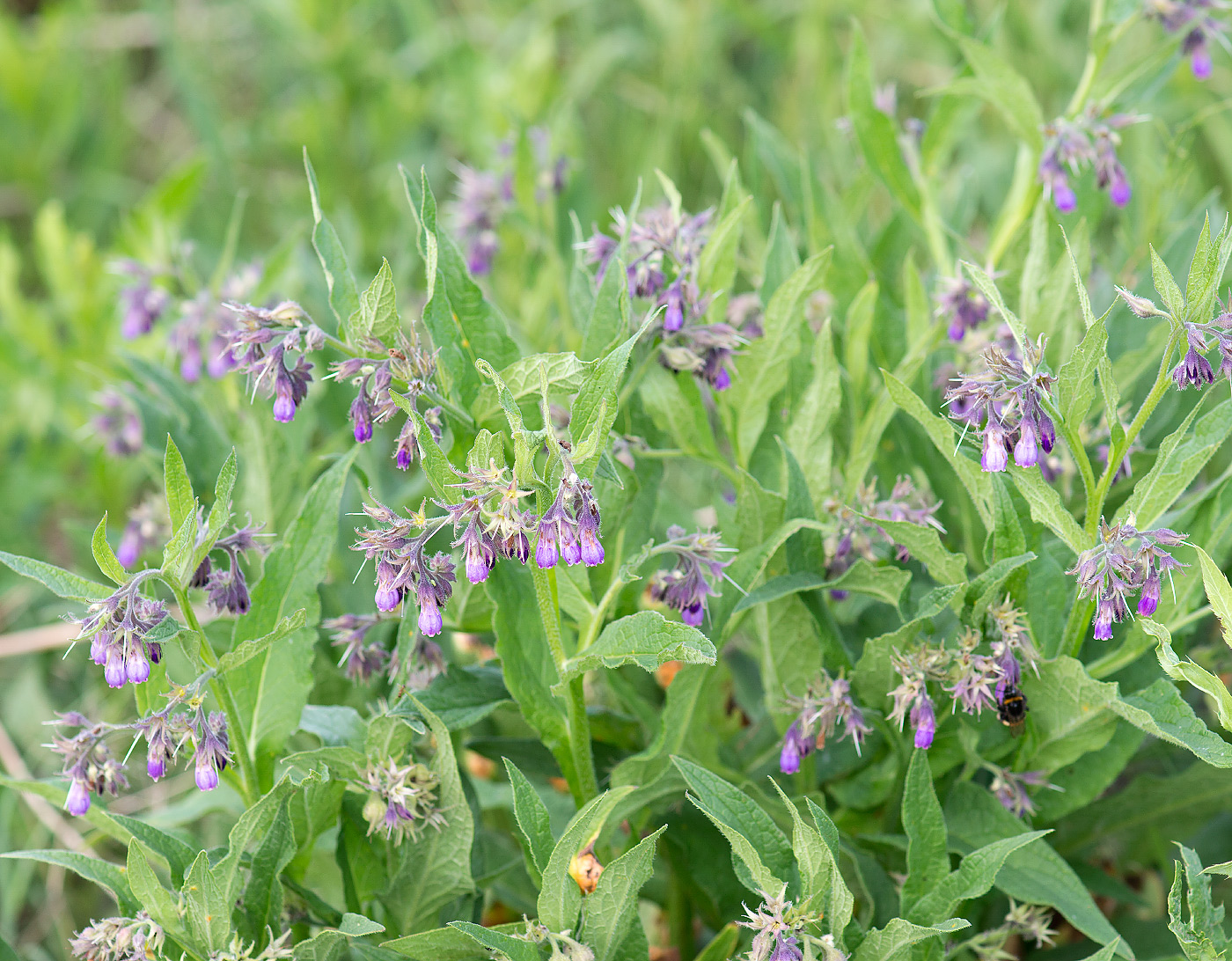 Image of Symphytum officinale specimen.