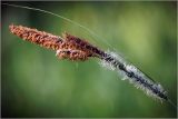 Carex acuta