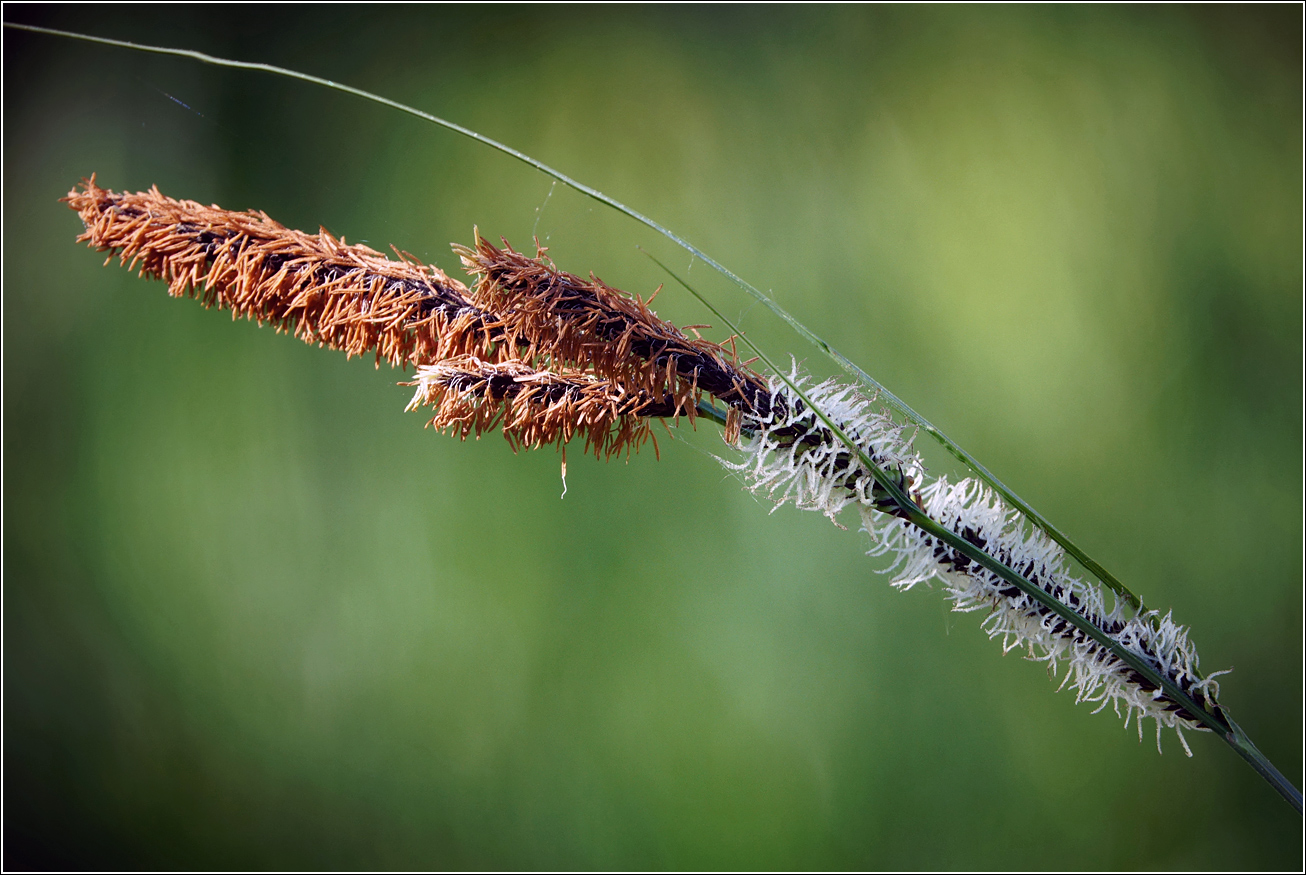 Изображение особи Carex acuta.