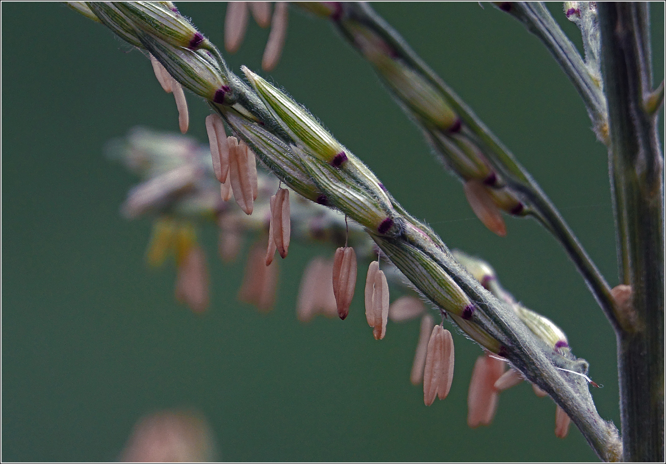 Image of Zea mays specimen.