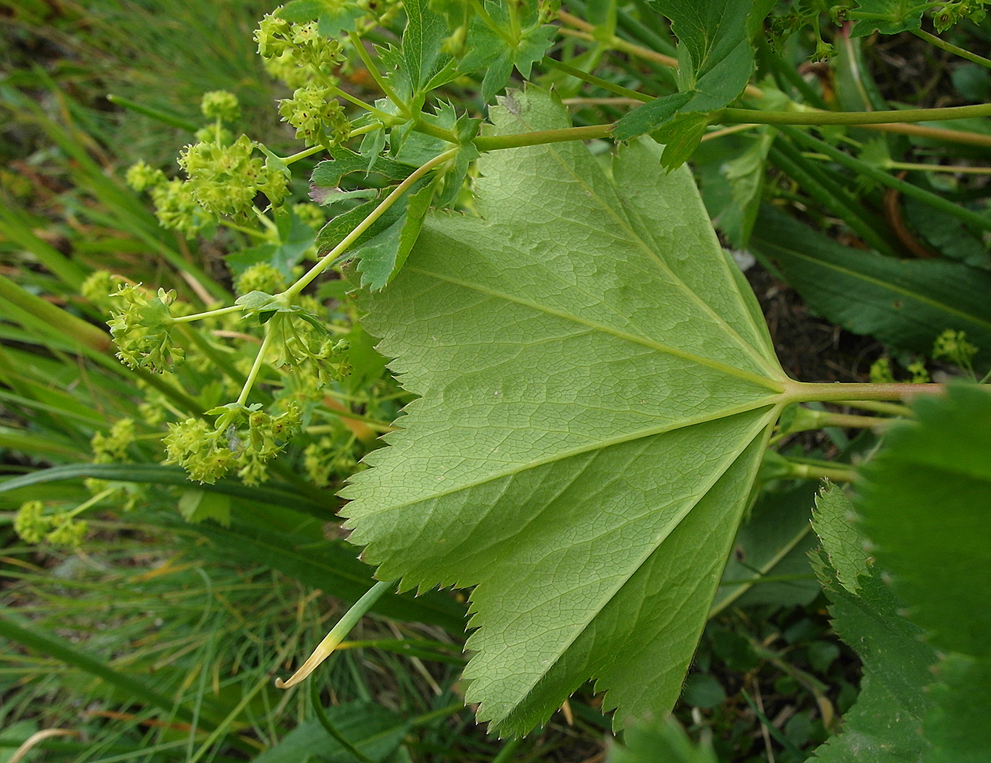 Изображение особи род Alchemilla.