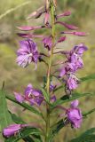 Chamaenerion angustifolium. Часть соцветия с цветками, бутонами, муравьями и комариком(?). Ленинградская обл., Кингисеппский р-н, окр. дер. Выбье, песчаная равнина за береговым валом, псаммофильное сообщество с доминированием злаков. 13.07.2025.