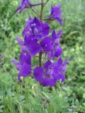 Delphinium ajacis