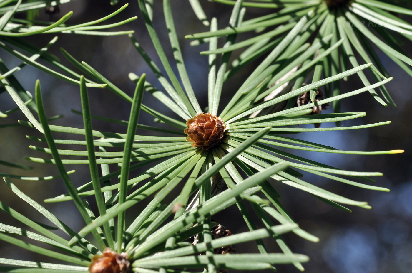 Image of genus Larix specimen.