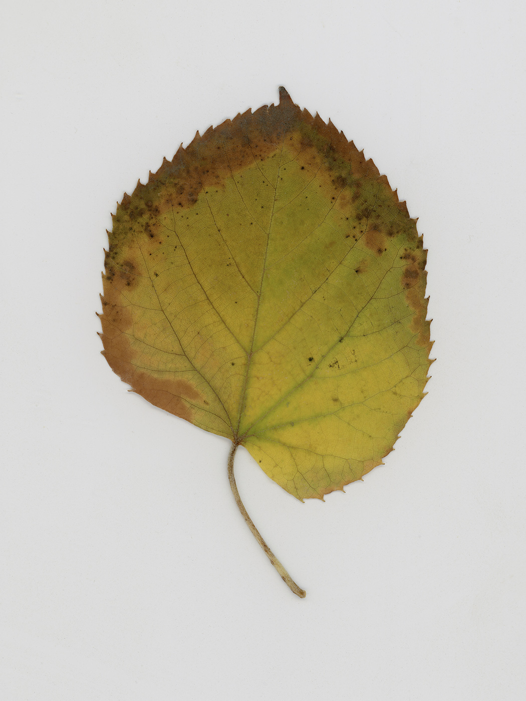 Изображение особи род Tilia.