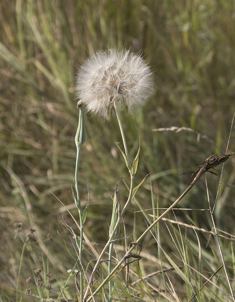 Изображение особи род Tragopogon.