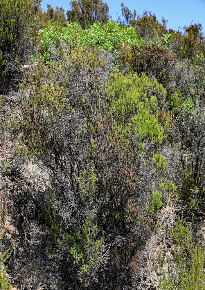 Изображение особи Erica scoparia.