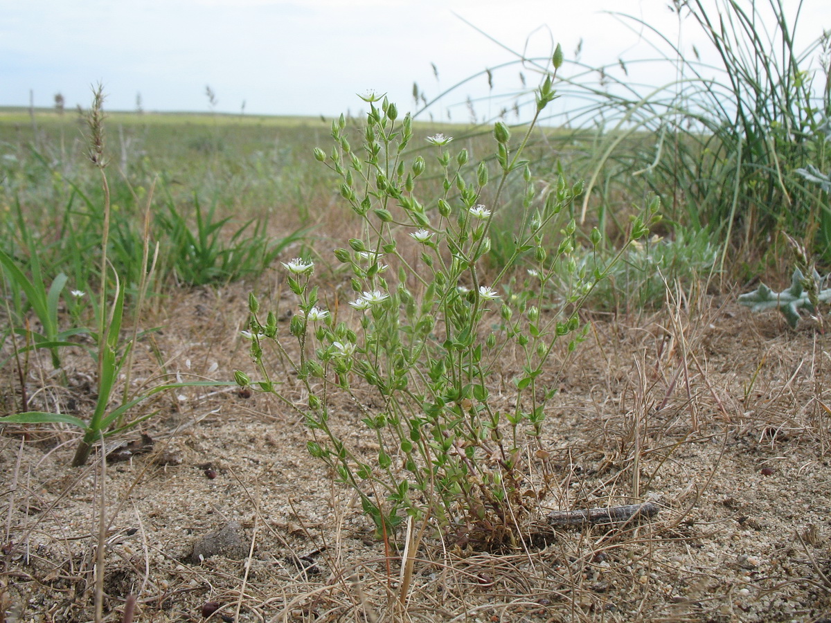 Image of Arenaria serpyllifolia specimen.