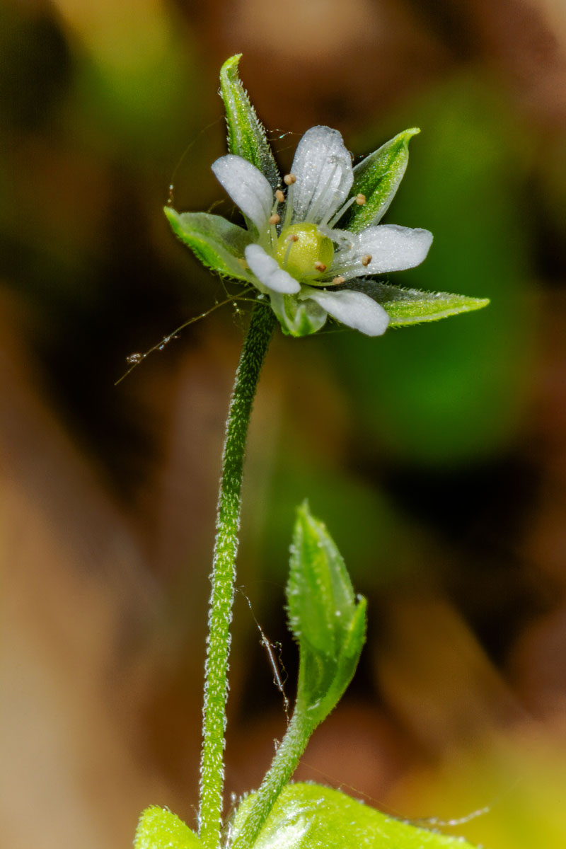 Изображение особи Moehringia trinervia.