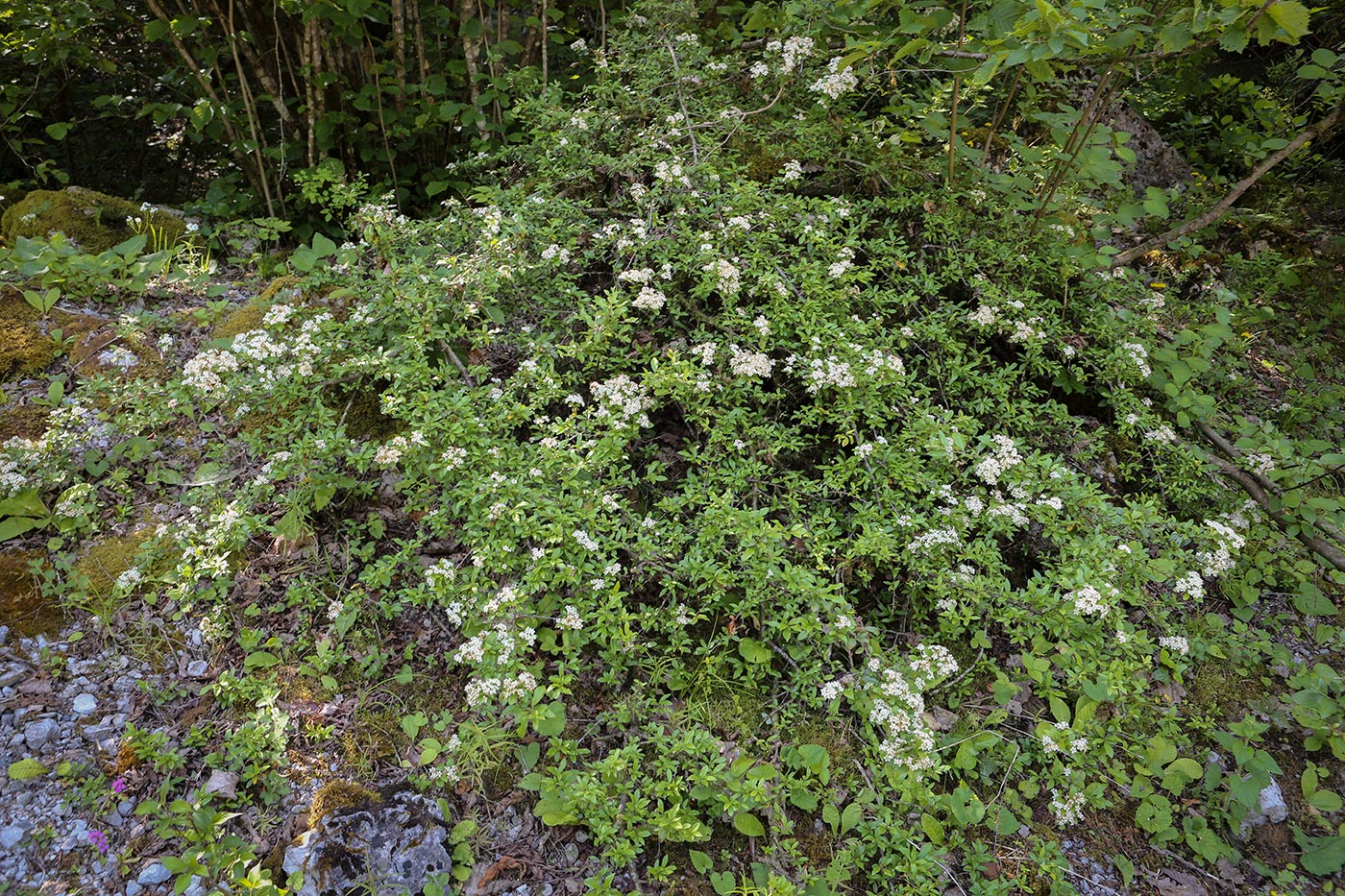 Image of Pyracantha coccinea specimen.