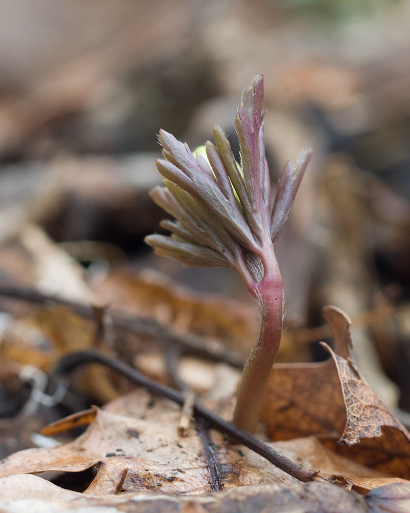 Изображение особи Anemone banketovii.