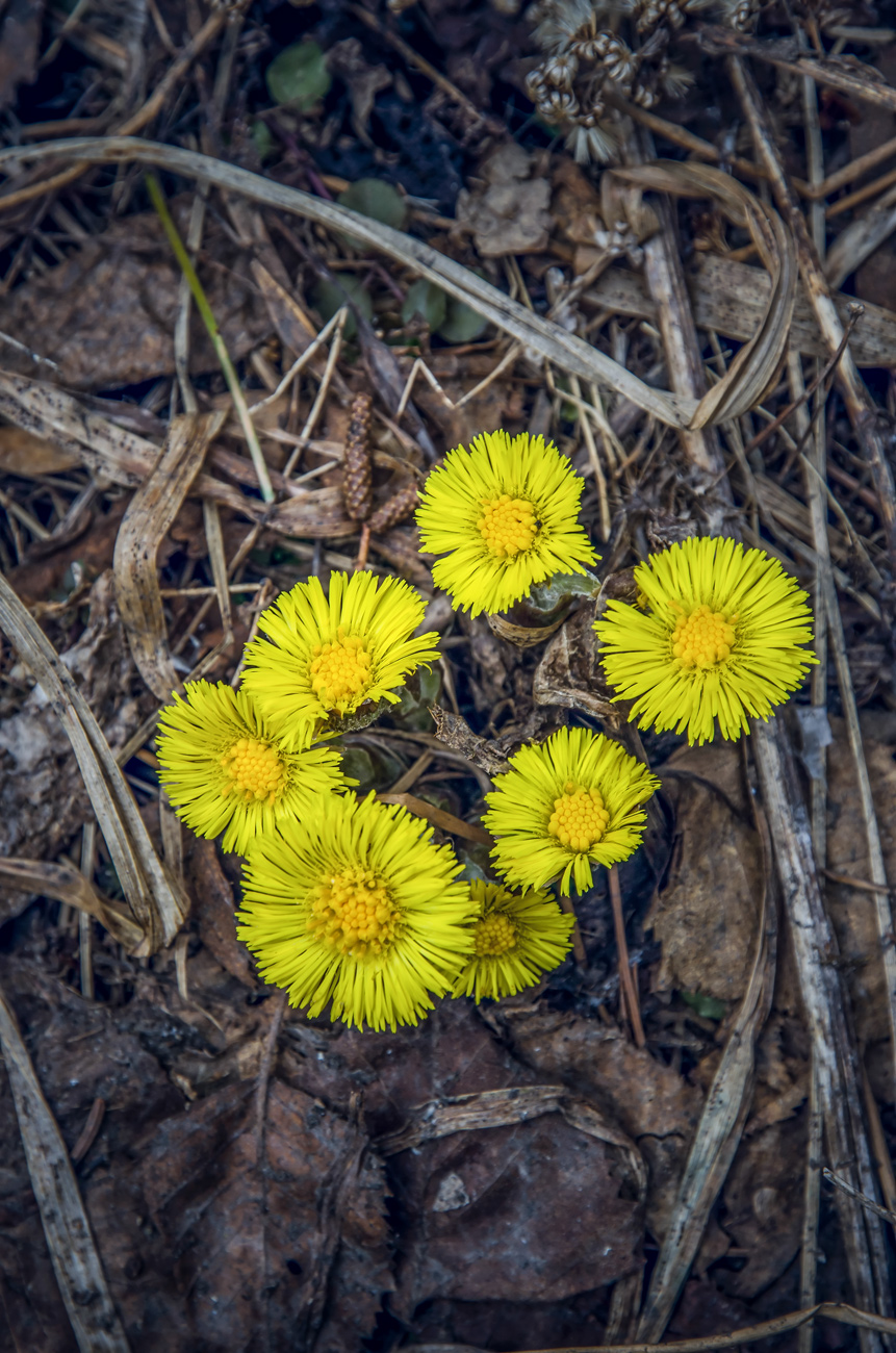 Изображение особи Tussilago farfara.