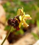 Oxalis pes-caprae форма pleniflora. Соцветие. Израиль, г. Кармиэль, дол. Нахаль Шезор, дно долины, у дороги среди зарослей Sarcopoterium spinosum и Quercus calliprinos. 12.02.2026.