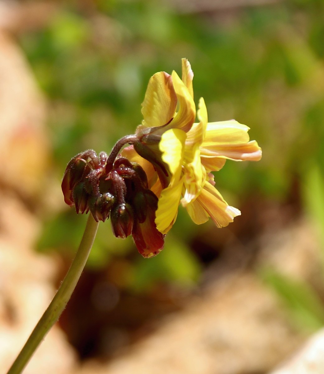 Изображение особи Oxalis pes-caprae f. pleniflora.