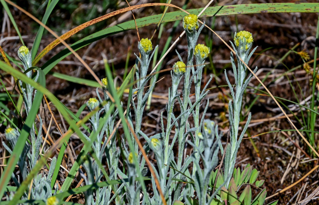 Image of Helichrysum arenarium specimen.