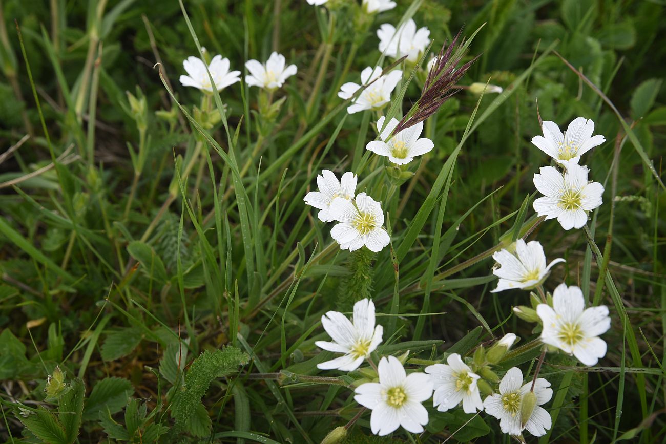 Изображение особи род Cerastium.