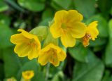 Primula macrocalyx. Соцветие. Крым, Кировский р-н, Агармышский лес, влажный тенистый склон с сочащейся из грунта водой, возле грунтовой дороги. 03.05.2025.