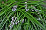 Ophiopogon japonicus. Распускающиеся соцветия среди листьев. Китай, пров. Цзянсу, г. Сучжоу, в культуре. 27.05.2025.