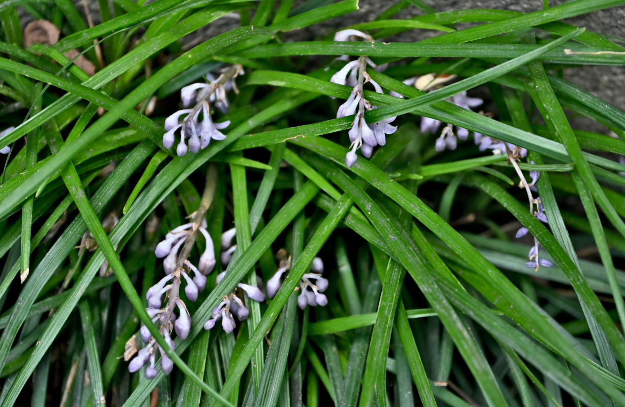 Image of Ophiopogon japonicus specimen.