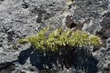 unknown species. Соплодие. Грузия, край Самцхе-Джавахети, окраина с. Тмогви, окр. южного берега оз. Цунда, горная степь. 8 июня 2026 г.