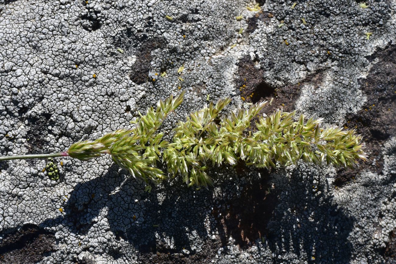 Image of Unknown species specimen.