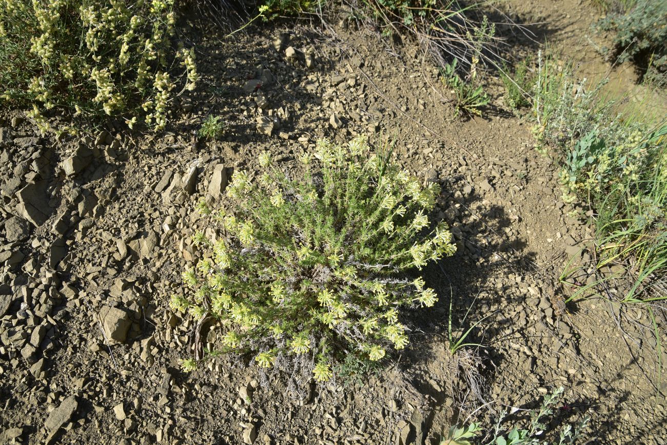 Image of Unknown species specimen.