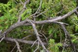 genus Juniperus