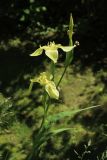 Iris pseudacorus. Соцветие с бутоном, завязью, аномальным 8-членным и нормальным цветками. Ленинградская обл., Кировский р-н, пос. Дачное, дачный участок. 19.06.2026.