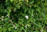 genus Crataegus