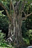 Ficus elastica. Ствол, придаточные корни и основания скелетных ветвей. Португалия, округ Лиссабон, г. Синтра, в культуре. 05.08.2025.