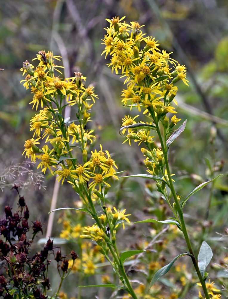 Изображение особи Solidago virgaurea.