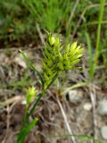 Carex vesicaria. Верхушка плодоносящего побега с незрелыми плодами. Хабаровский край, г. Комсомольск-на-Амуре, берег р. Амур (Совхозная протока). 18.06.2026.