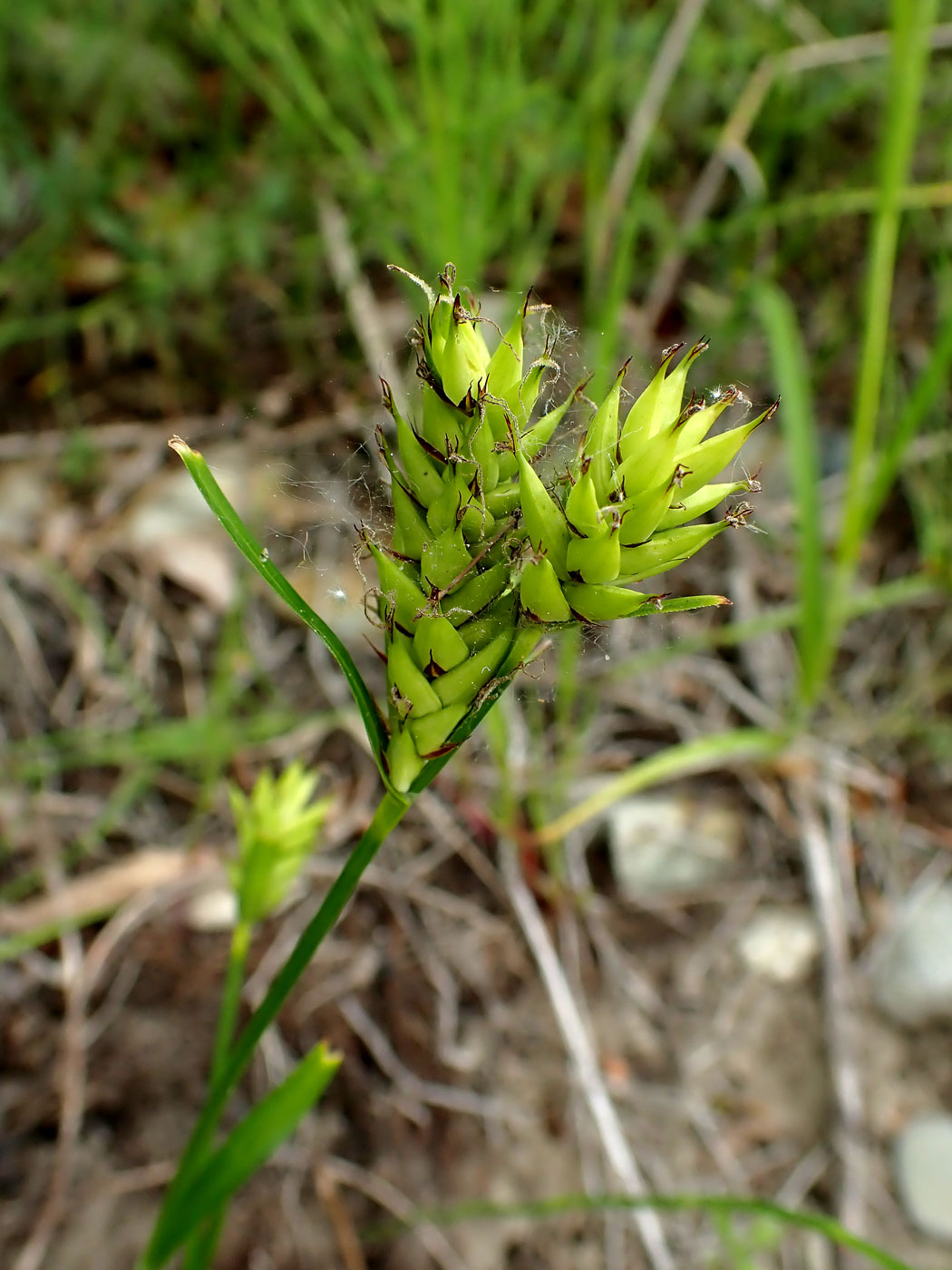 Изображение особи Carex vesicaria.