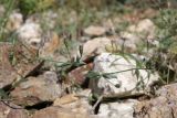 Saponaria griffithiana. Цветущее растение с повереждённым побегом в соцветии. Таджикистан, Горно-Бадахшанская автономная обл., Ишкашимский р-н, окр. кишлака Гармчашма, дол. р. Гармчашма, ≈ 2600 м н.у.м., каменистая осыпь. 2 июля 2026 г.