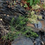 genus Galium. Цветущее растение. Хабаровский край, Комсомольский р-н, с. Верхняя Эконь, берег р. Амур, на сопке. 07.07.2026.