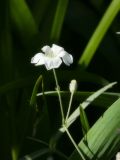 Cerastium argenteum. Побег с цветком. Республика Молдова, муниципалитет Кишинёв, палисадник у дома. 31 мая 2026 г.