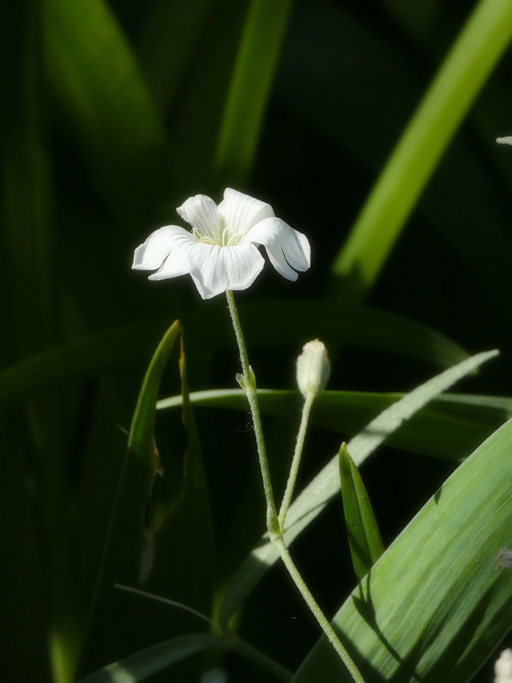 Изображение особи Cerastium argenteum.