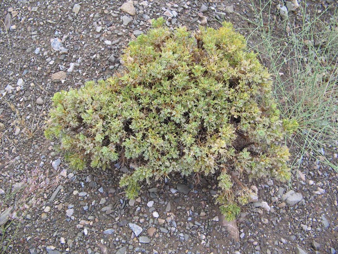 Image of genus Astracantha specimen.