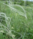 Stipa lessingiana