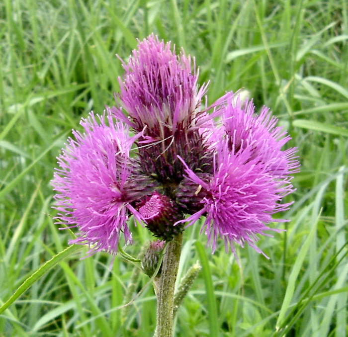 Image of Cirsium rivulare specimen.