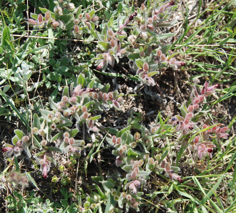 Image of Nonea taurica specimen.