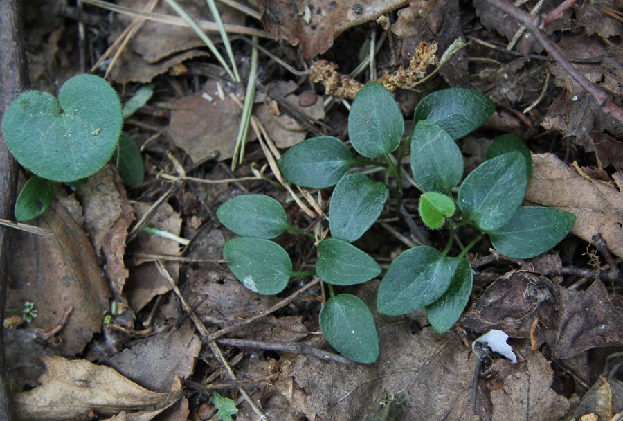 Image of Asarum europaeum specimen.